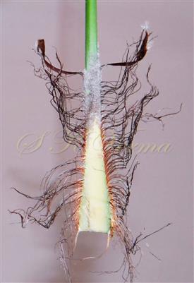  Leaf base with fibrous sheath